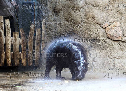 Mini hippo Toni gets a refreshing shower during the ongoing heatwave at the zoo in Berlin