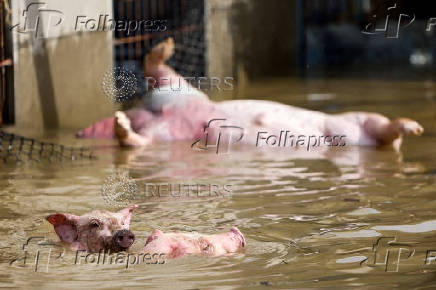 Pigs in floodwater can be seen at a farm in Chiayi