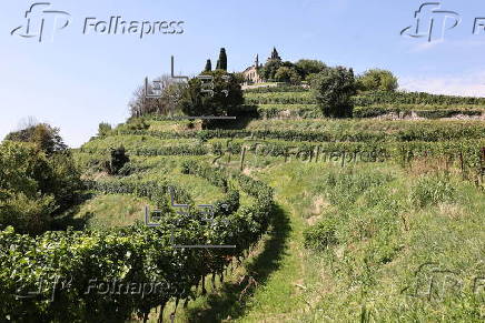 First harvest of grapes in renowned wine-growing region in Italy