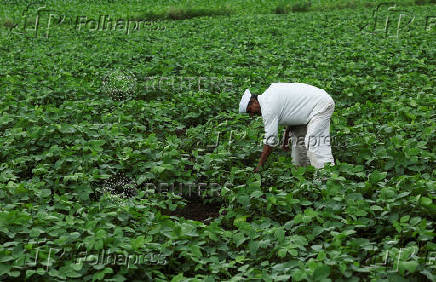 A farmer removes weeds from a soybean farm in Nashik