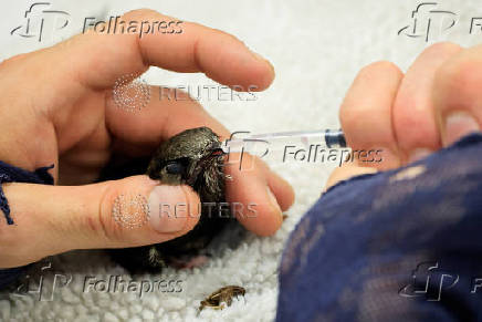 French animal shelter faces influx of patients as heatwave takes toll on wildlife
