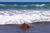 The loggerhead sea turtle (Caretta Caretta), named Amadora, is released on the beach of Sardina del Norte
