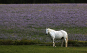 A horse grazes near a field of Lacy Phacelia in Chenies