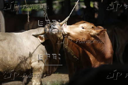 Eid al-Adha preparations in Aceh