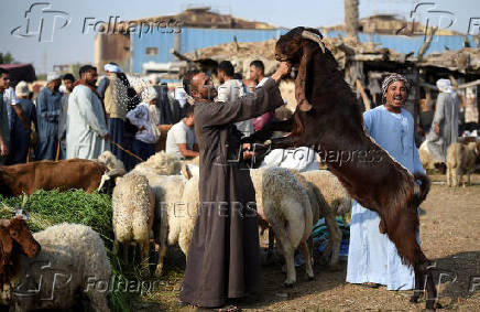 An Egyptian vendor shows his livestock to customers at a livestock market, ahead of the Muslim Festival of Sacrifice Eid al-Adha, in Al Qalyubia Governorate