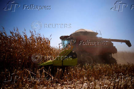 FILE PHOTO: A combine harvester works in a corn field in Brazil