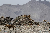 Kabul's stray dog population on the rise
