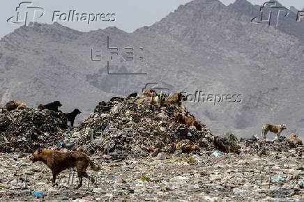 Kabul's stray dog population on the rise