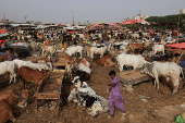 Cattle market ahead of Eid al-Adha celebrations, in Karachi