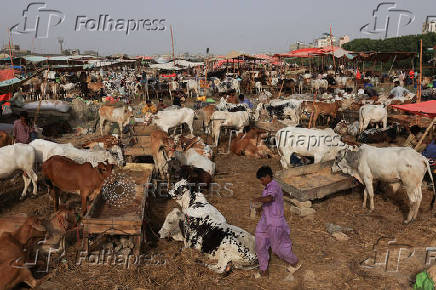 Cattle market ahead of Eid al-Adha celebrations, in Karachi