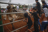 Corridas de toros en el interior de Panamá: cultura, música y valentía