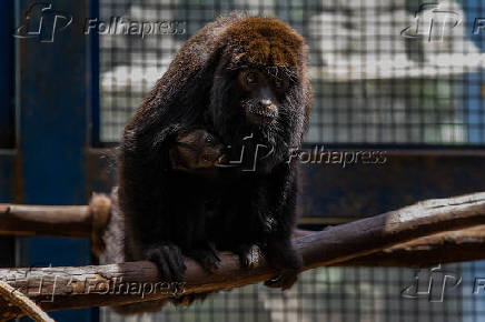 Macaco bugio no Cemacas