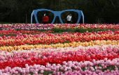 One and a half million tulips planted for Tulleys Tulip Fest at Tulleys Farm, Turners Hill