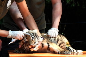 First media appearance of two tiger cubs born at the Budapest Zoo in April