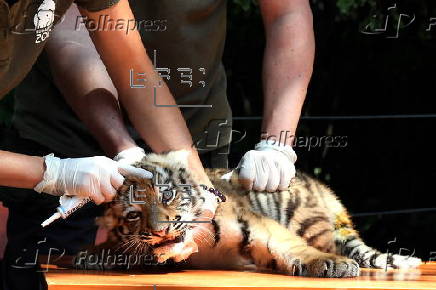 First media appearance of two tiger cubs born at the Budapest Zoo in April