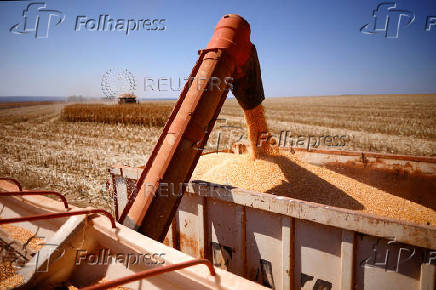 FILE PHOTO: Brazil set to overtake the US this year as the world's top corn exporter