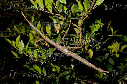 Handout image of a new stick insect species discovered in Queensland