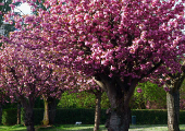 Cherry trees stand in full bloom on a spring day in Brussels