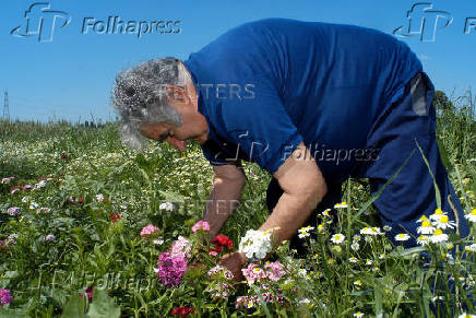 FILE PHOTO: Uruguayan former guerrilla leader Mujica picks up flowers on his farm outside Montevideo.