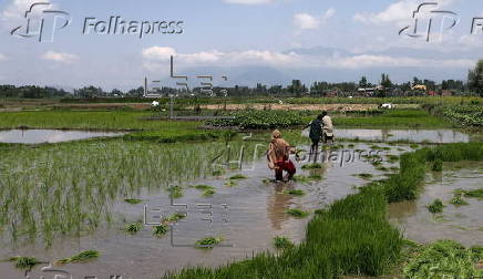 Rice planting season in Srinagar