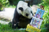 Giant panda Xin Xin celebrates its 35th birthday at the Chapultepec Zoo in Mexico City