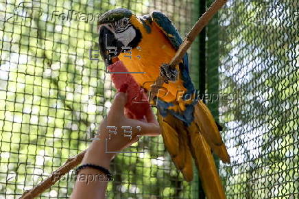 Animals at Skopje zoo receive frozen fruit amid heatwave