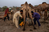 Saraiki vendors begin milking camel in roadside pen in Multan, Pakistan