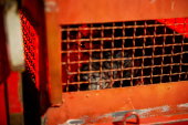 CORPO DE BOMBEIROS RESGATA CACHORRO APOS QUEDA NO RIBEIRAO ARRUDAS