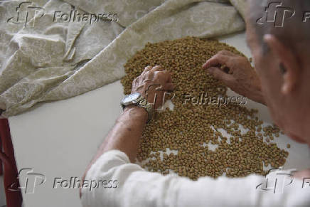 Escolha de feijão de corda