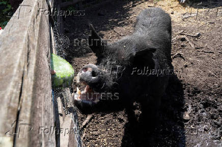 Mars the pig gets an ice block filled with vegetables at Stepney City Farm as staff try to keep animals cool during a spell of hot weather in London