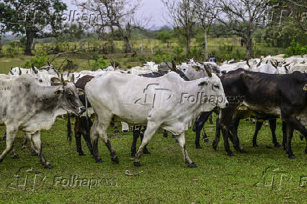 Gado de corte é manejado em pasto em São José dos Campos