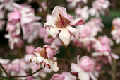 'Sounds of Blossom' event at Kew Gardens in London