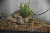 Peixes no aquário