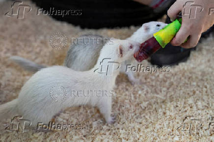 Ferrets sniff a fruit ice pop at Stepney City Farm, where staff work to keep animals cool during a heatwave in London