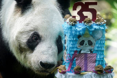 Giant panda Xin Xin celebrates its 35th birthday at the Chapultepec Zoo in Mexico City