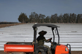 A person works along a crop field in Oxnard