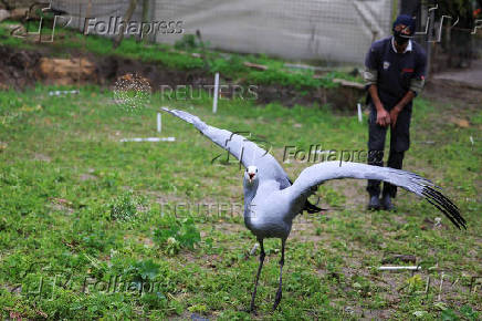 South Africa?s Blue Crane Battling Extinction Amidst Changing Landscapes