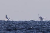 Avistamiento de ballenas en Río de Janeiro