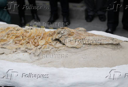Paleontologists find porpoise fossil in Peru's ancient seabed
