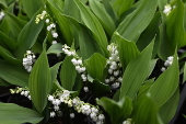 French horticultural industry gears up for May 1st celebrations
