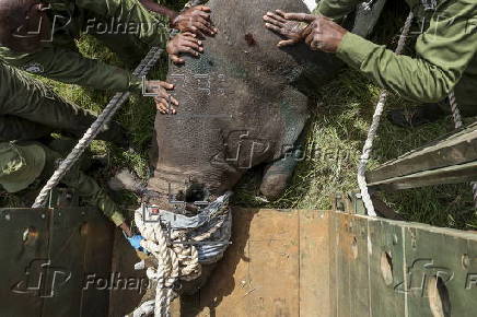 Translocation of endangered black rhinos to Segera Conservancy in Kenya
