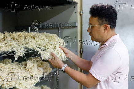 Nelson Yang, founder and general manager of Farm to Material, inspects fibers made from banana pseudostems at the company's facility