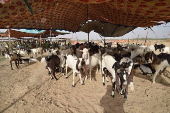 Sacrificial animals market in Karachi
