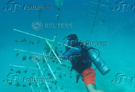 FILE PHOTO: Venezuela creates coral farms to repopulate natural reefs