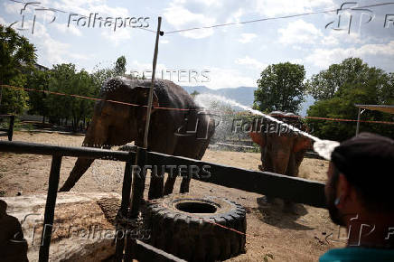 Animals are sprayed with water to cool down during a heatwave, at Sofia City Zoo