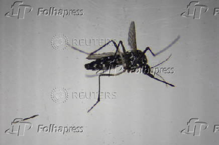 Sterilized tiger mosquitoes released in Spain to fight tropical diseases on the rise due to climate change
