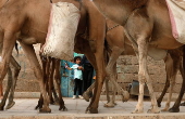 Climate change impacts herders in Yemen