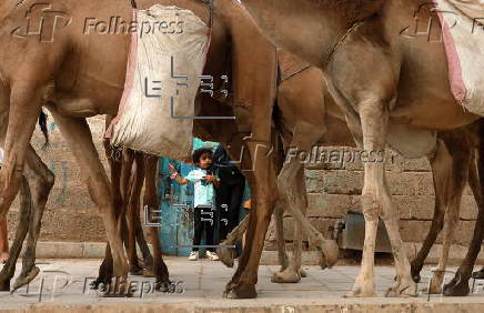 Climate change impacts herders in Yemen