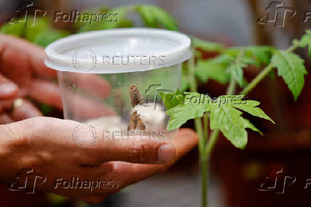 Researchers say they found evidence plants and insects can interact through sound, in Tel Aviv