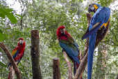 Araras-vermelhas e Araras-canindé no Parque das Aves, em Foz do Iguaçu (PR)